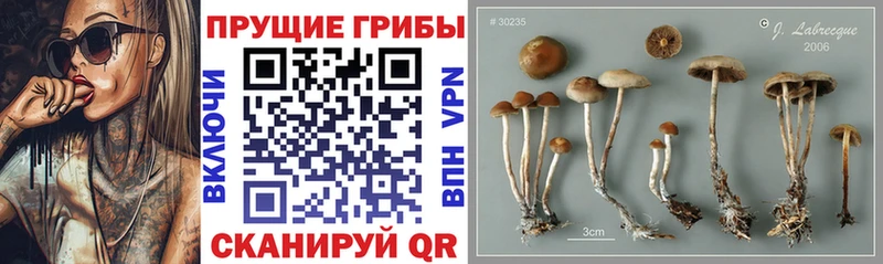 гидра онион  Ессентуки  Галлюциногенные грибы Cubensis 