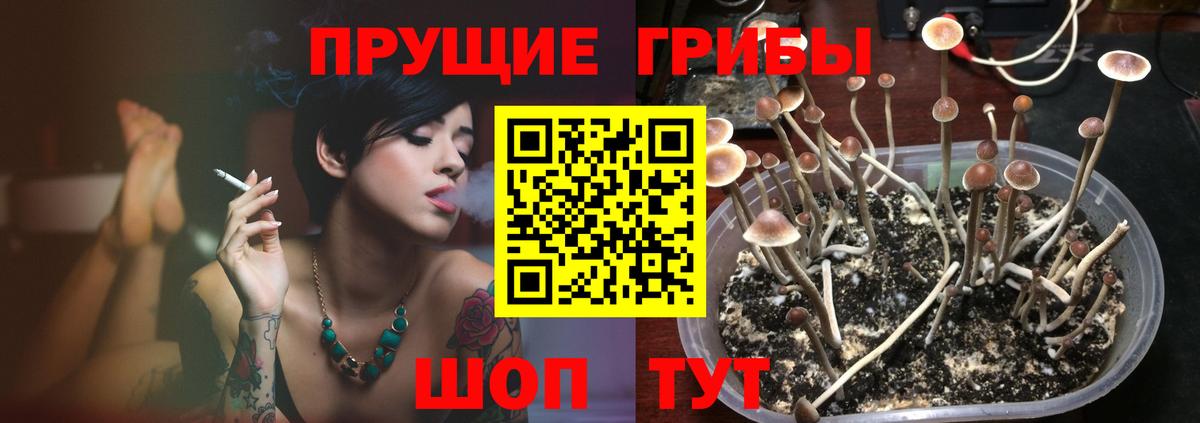 Галлюциногенные грибы Cubensis  Вход с VPN  Ессентуки 